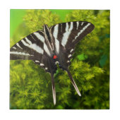 Carreau Un papillon à queue noire nord-américain (Devant)