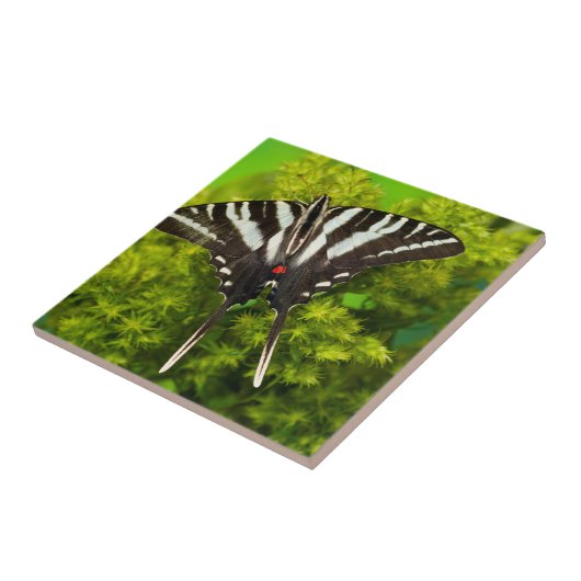 Carreau Un papillon à queue noire nord-américain (Côté)