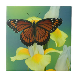 Carreau Un papillon amiral sur un iris japonais jaune