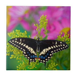 Carreau Un papillon swallowtail atterrissant