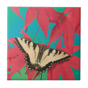 Carreau Un papillon swallowtail tigre canadien