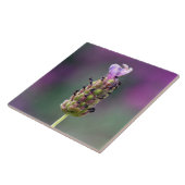 Carreau Un petit morceau de Lavender (Côté)