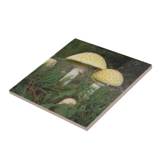 Carreau Un Plaisir Champignons ! (Côté)