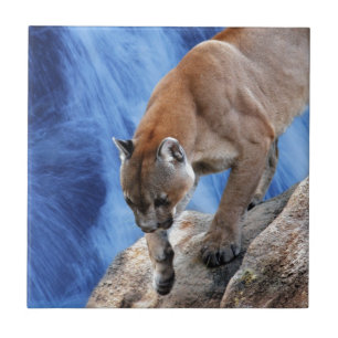 Carreau Un puma à la cascade
