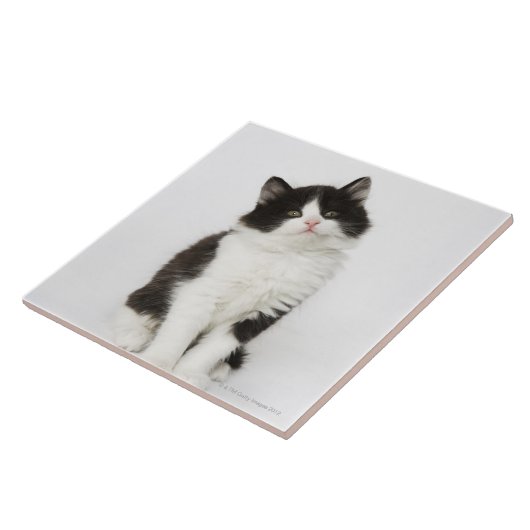 Carreau Un regard se reposant de jeune chaton dans (Côté)