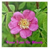 Carreau Un Rose sauvage (Devant)