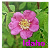 Carreau Un Rose sauvage - Idaho (Devant)