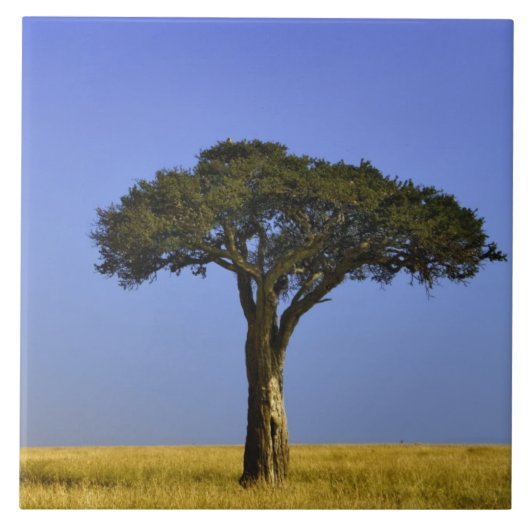 Carreau Un seul acacia dans les plaines herbeuses, Masai M (Devant)