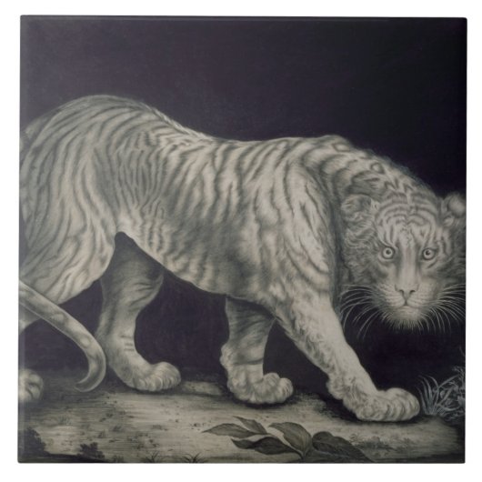 Carreau Un tigre de vagabondage (crayon sur le papier) (Devant)