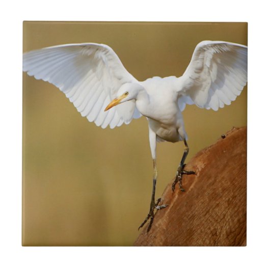 Carreau Une aigrette garzette (Bubulcus Ibis) descend (Devant)