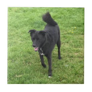 Carreau Une étonnante dalle en céramique Husky/Lab Cross