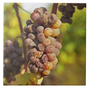 Carreau Une grappe de raisin Semillon moisie à Ch Raymond