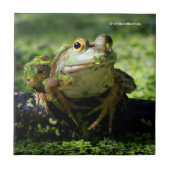 Carreau Une jolie grenouille verte frappe un pot sur le tu (Devant)