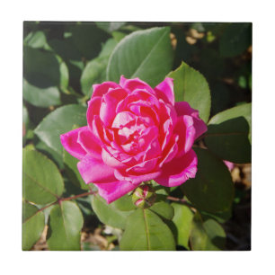 Carreau Une tuile rose