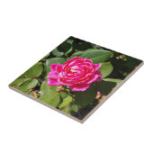 Carreau Une tuile rose (Côté)