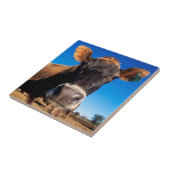 Carreau Une vache jersey curieuse (Côté)