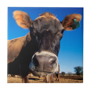 Carreau Une vache jersiaise curieuse