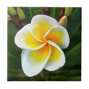 Carreau Unique Frangipani Blossom Realism Art