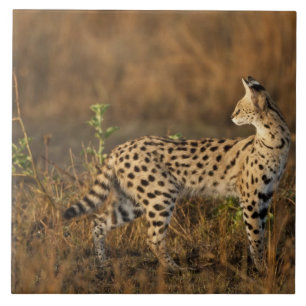 Carreau Upper Mara, réserve de gibier Masai Mara, Kenya,