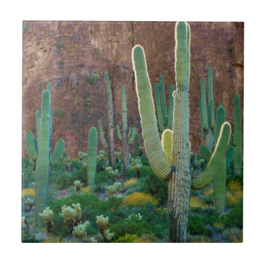Carreau USA, Arizona. Le Champ De Cactus Du Saguaro Par Un (Devant)