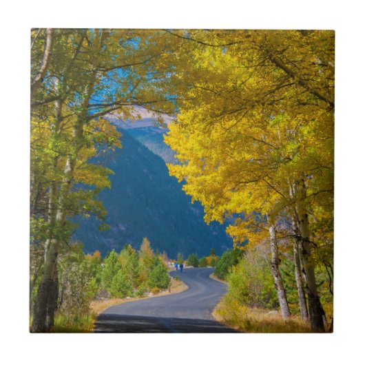 Carreau USA, Colorado. Route Flanquée Par Aspens (Devant)