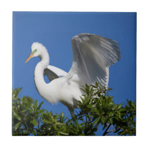 Carreau USA, Floride, St. Augustine, Aigrette