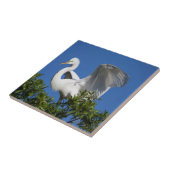 Carreau USA, Floride, St. Augustine, Aigrette (Côté)