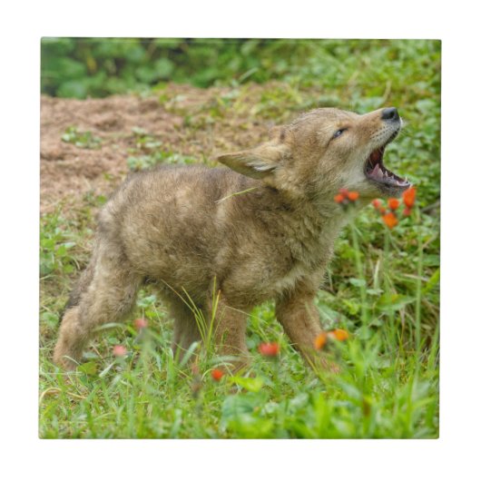 Carreau USA, Minnesota, Sandstone, Minnesota Wildlife (Devant)