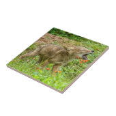 Carreau USA, Minnesota, Sandstone, Minnesota Wildlife (Côté)