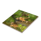 Carreau USA, Minnesota, Sandstone, Minnesota Wildlife (Côté)