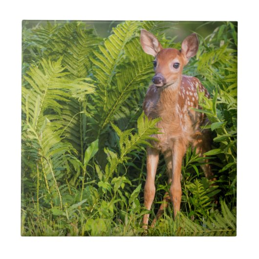 Carreau USA, Minnesota, Sandstone, Minnesota Wildlife 10 (Devant)