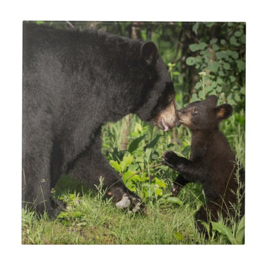 Carreau USA, Minnesota, Sandstone, Minnesota Wildlife 13 (Devant)