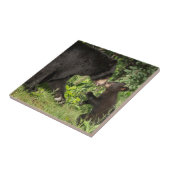 Carreau USA, Minnesota, Sandstone, Minnesota Wildlife 13 (Côté)