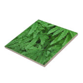 Carreau USA, Oregon, Silverton. Fermes de Maidenhair (Côté)