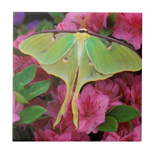 Carreau USA, Pennsylvanie. Luna moth sur clematis rose (Devant)