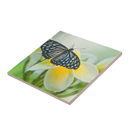 Carreau USA, Pennsylvanie. Papillon Swallowtail (Côté)