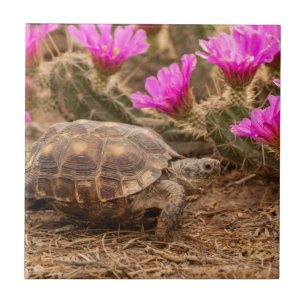 Carreau USA, Texas, comté d'Hidalgo. Tortue