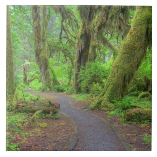 Carreau USA, Washington, Olympic National Park, Hoh Rain (Devant)