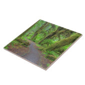 Carreau USA, Washington, Olympic National Park, Hoh Rain (Côté)