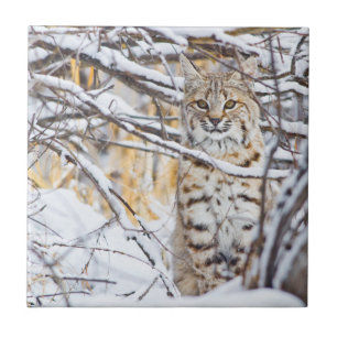 Carreau USA, Wyoming, Bobcat