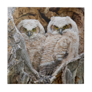 Carreau USA, Wyoming, Grand Teton National Park