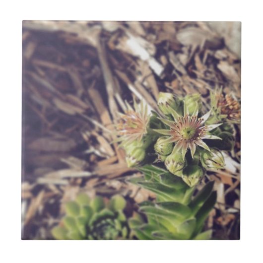Carreau Usines de floraison de poule et de poussins (Devant)