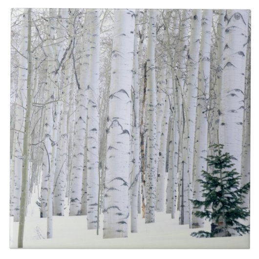 Carreau UTAH. ÉTATS-UNIS. Tremble (Populus tremuloides) & (Devant)