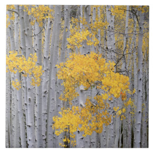 Carreau UTAH. USA. Gruve d'Aspen (Populus tremuloides) dan