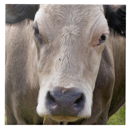 CARREAU VACHE (Devant)