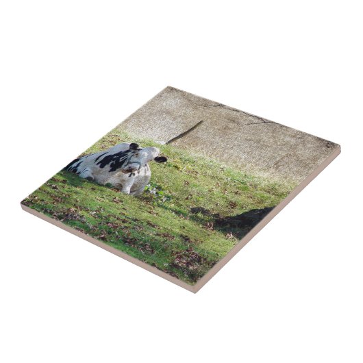 Carreau Vache laitière reposante (Côté)