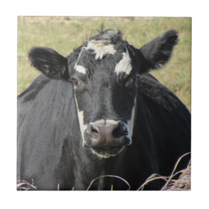 Carreau Vache noire