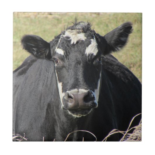 Carreau Vache noire (Devant)