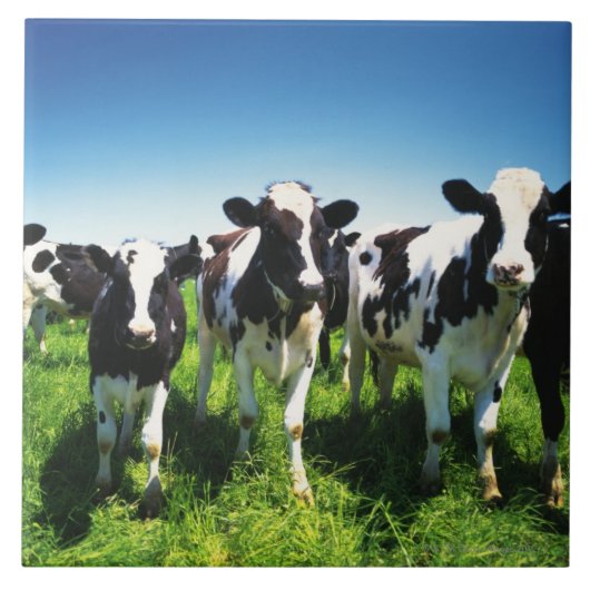 Carreau Vaches dans le domaine, ville de Betsukai, (Devant)