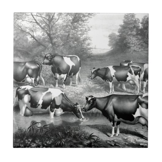 Carreau Vaches libres Holstein vaches frey (Devant)
